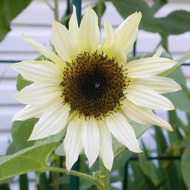 Ice Sunflower Seeds (Helianthus Annuus) Flower Seeds
