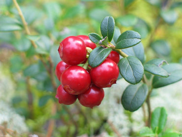Semillas de arándano rojo