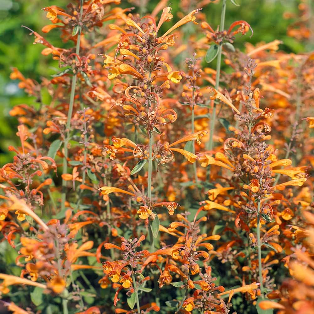 Orange Agastache Hyssop Flower Seeds