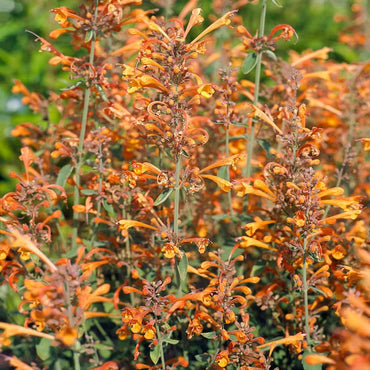 Orange Agastache Hyssop Flower Seeds