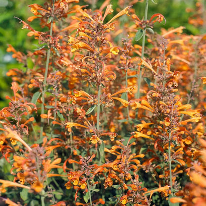 Orange Agastache Hyssop Flower Seeds