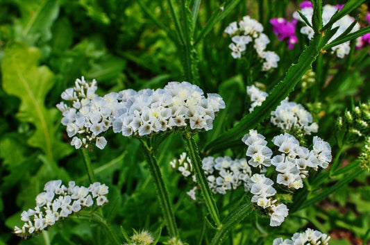 Sea Lavender Flower seeds for Planting - Pollinator Friendly, Heirloom & GMO Free Seeds for Home Garden
 
 Sale for planting in home garden.