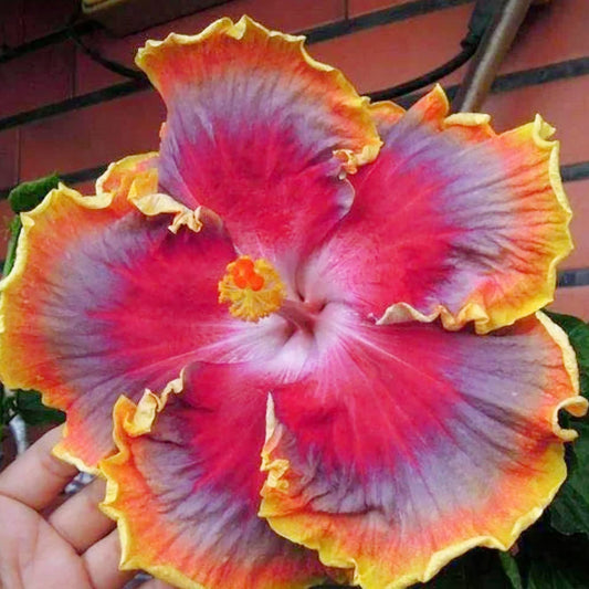 Red Orange Purple Hibiscus Flower Seeds
