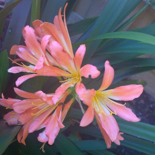 Pink Clivia Miniata Flower Seeds