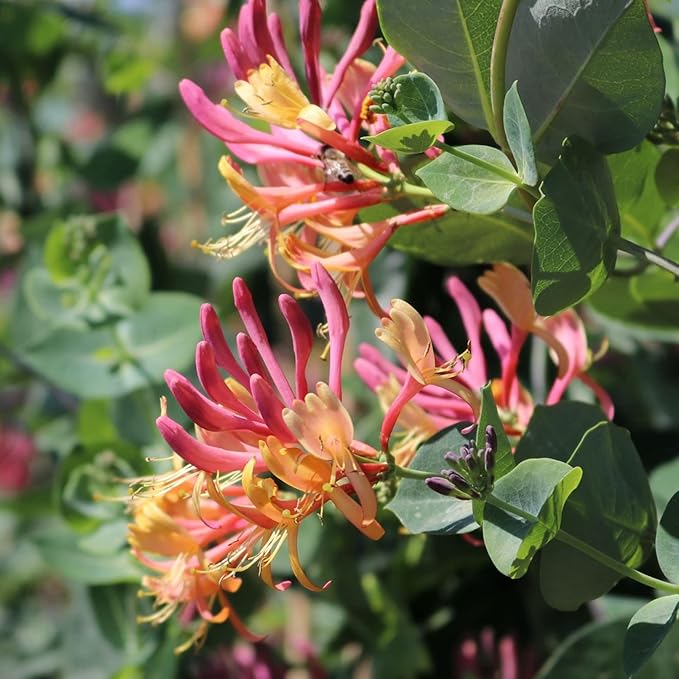 Gold Flame Honeysuckle Flower Seeds
