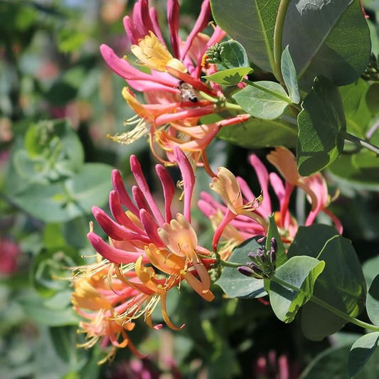 Gold Flame Honeysuckle Flower Seeds