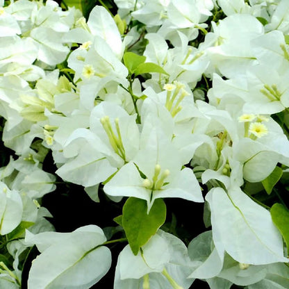 White Bougainvillea Kousa Flower seeds for Planting - Easy to Grow, Heirloom & GMO Free Seeds for Home Garden