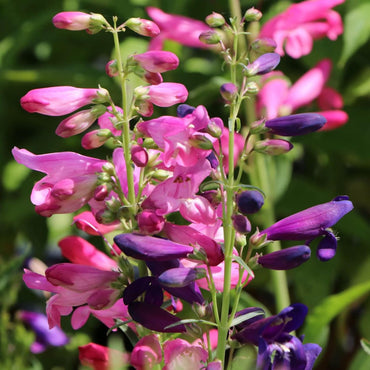 Penstemon Barbatus 'Rondo' Flower Seeds
