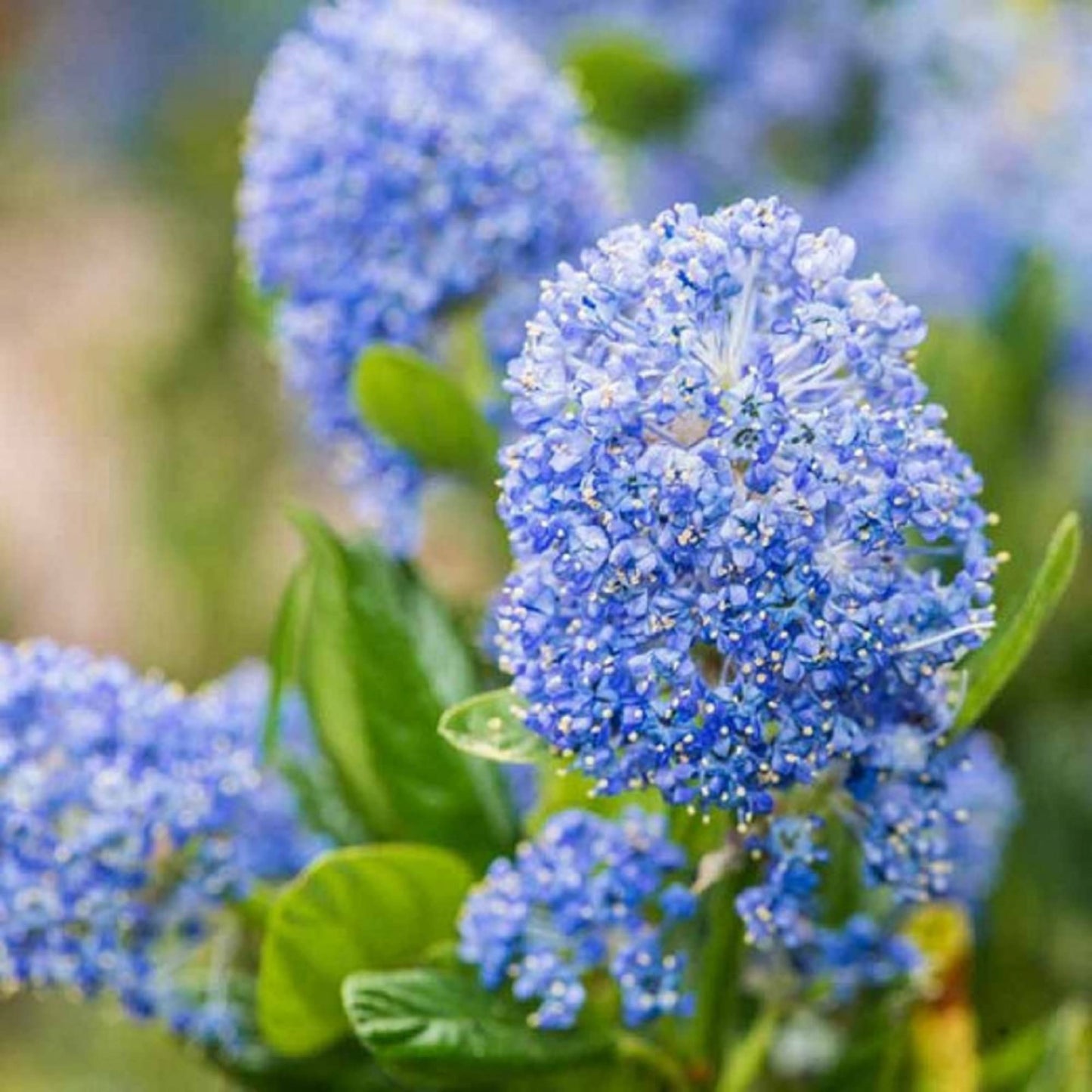 Creeping Mountain Lilac Shrub Seeds