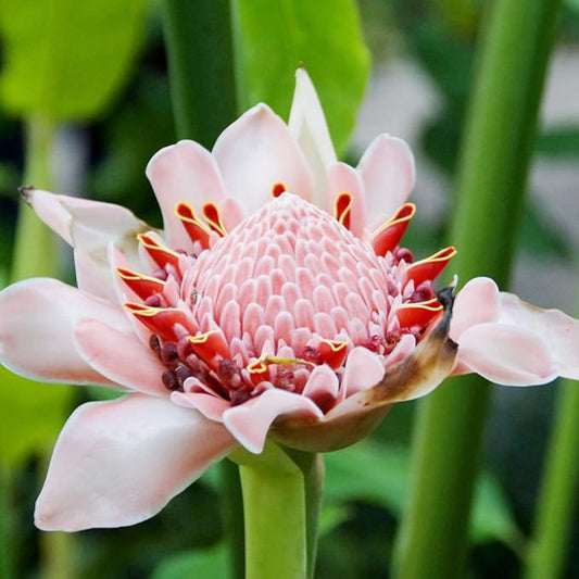 Pink Etlingera Elatior Flower Seeds
