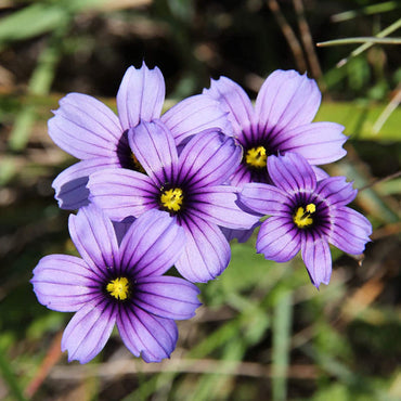 Blue-Eyed Grass  flower Seeds