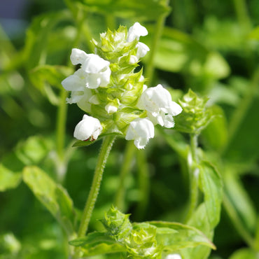 Semi di Erba Prunella Vulgaris Bianca