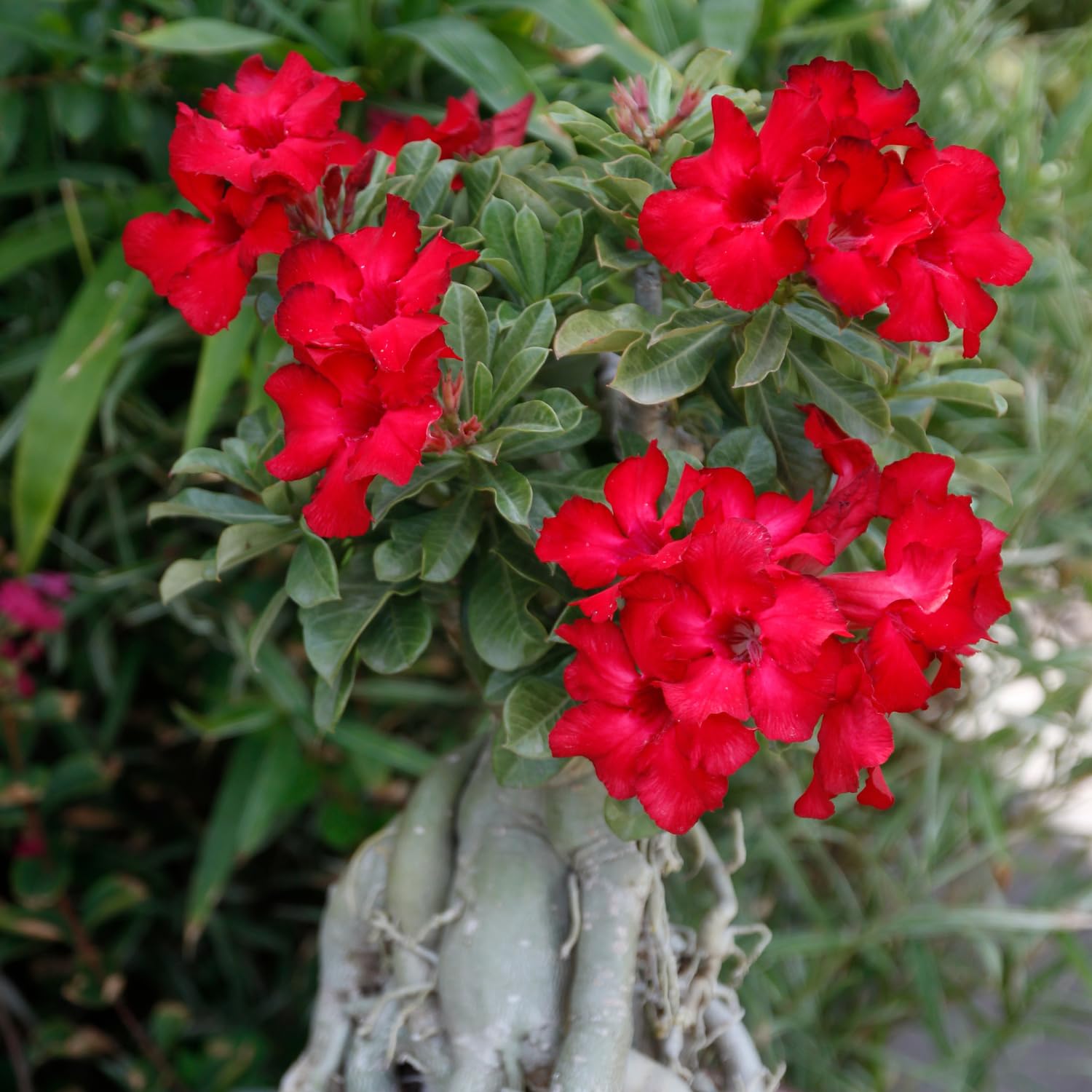 desert plant seeds for sale Red Desert Rose Flower Seeds for Planting – Heirloom, Non-GMO, Easy to – Pure Asia Seeds