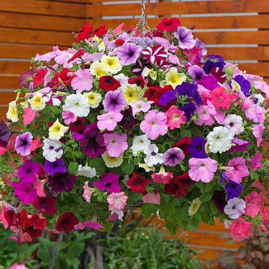 Laura Bush Petunia Flower Seeds