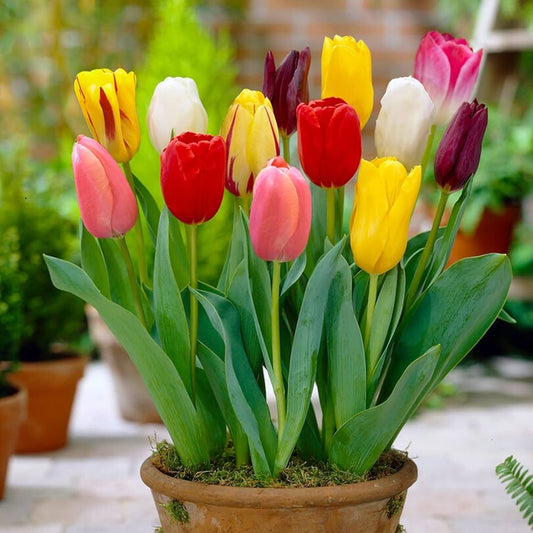 Tulip Flower Seeds