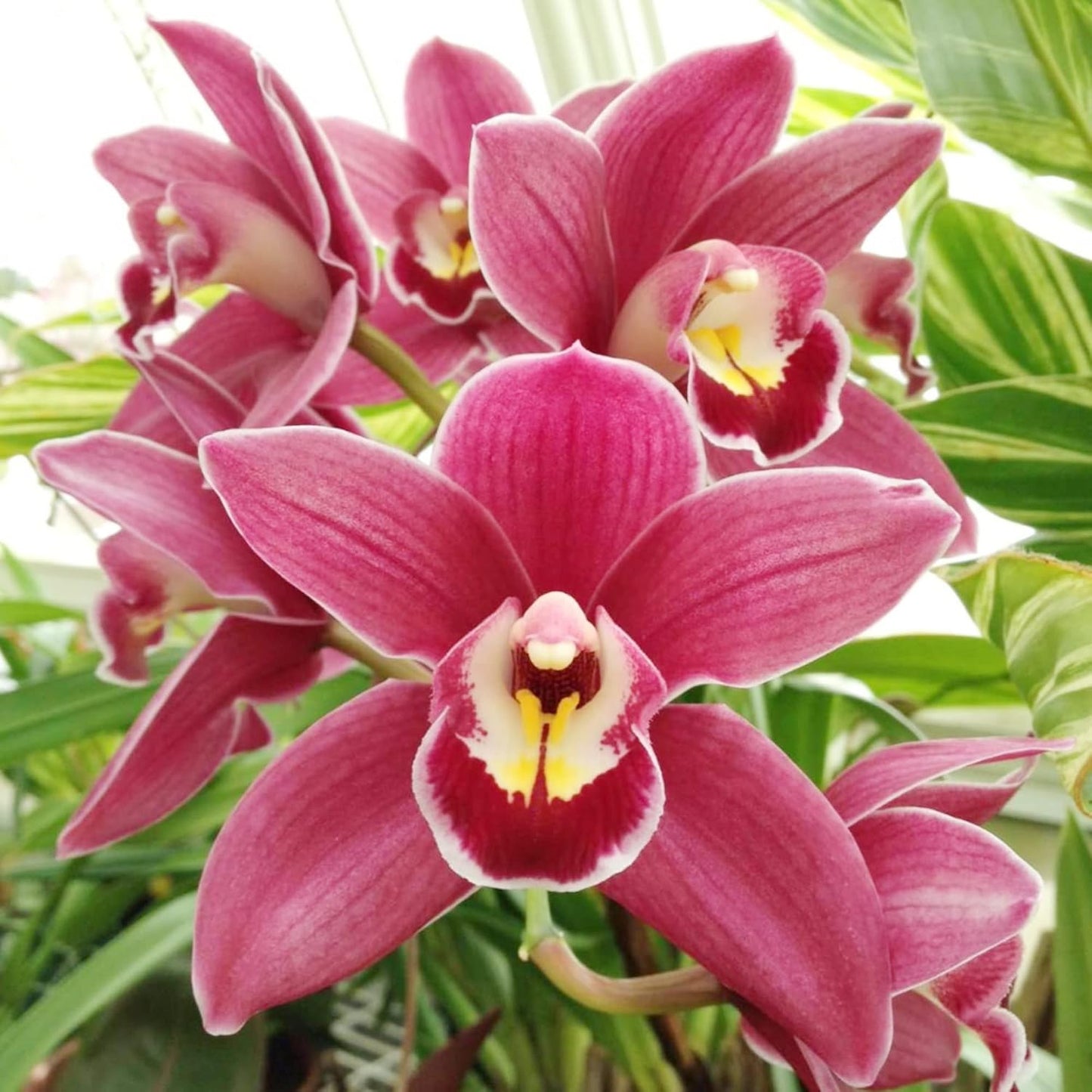 Cymbidium Boat Orchid Flower Seeds