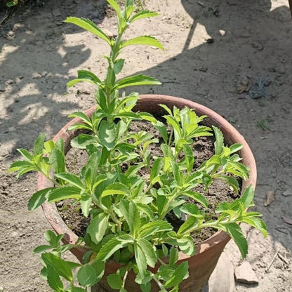 Stevia Kräutersamen