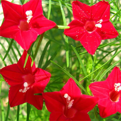 Ipomoea Quamoclit Cypress Vine Flower Seeds