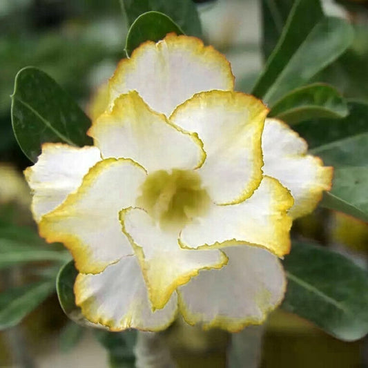 Yellow-White Desert Rose Flower Seeds