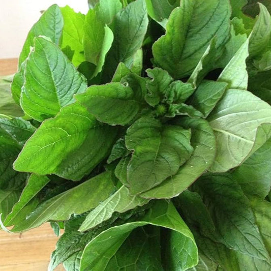 Amaranthus Green Pointed Leaf Seeds - Nutritious Edible Green with Unique Foliage