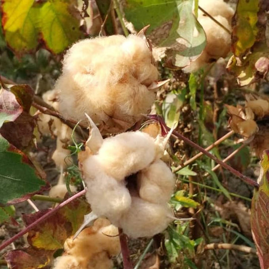 Sea Island Brown Cotton Flower Seeds