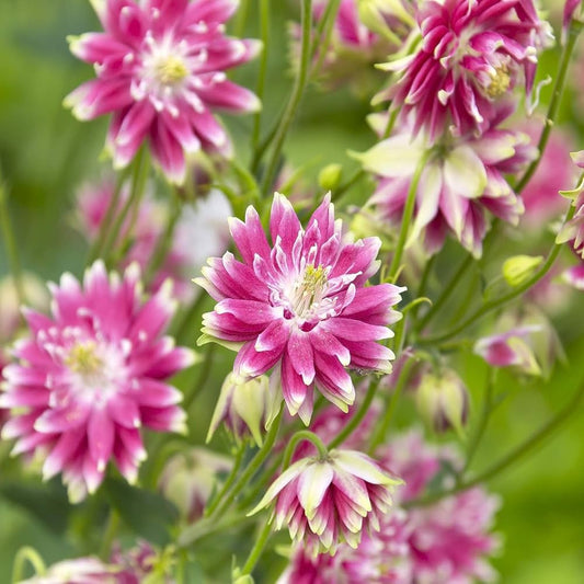 Aquilegia Vulgaris  Flower Seeds