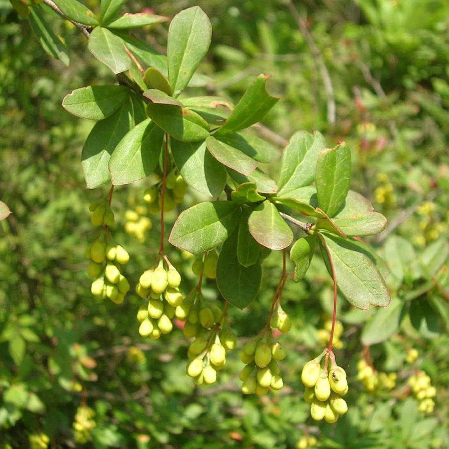 Indian Barberry Seeds (Berberis Aristata) Flower Seeds
