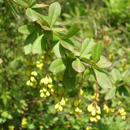 Indian Barberry Seeds (Berberis Aristata) Flower Seeds