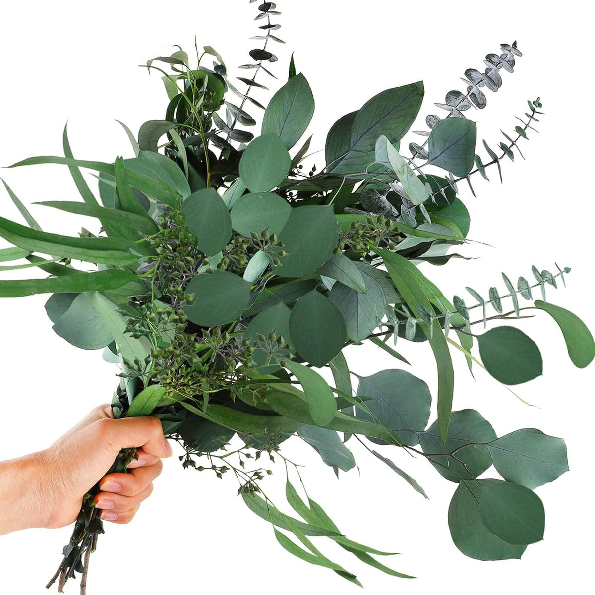 Mixed Eucalyptus Flower seeds for Planting - Vibrant Colors, Heirloom & GMO Free Seeds for Home Garden
 
 Sale seeds for planting in home garden