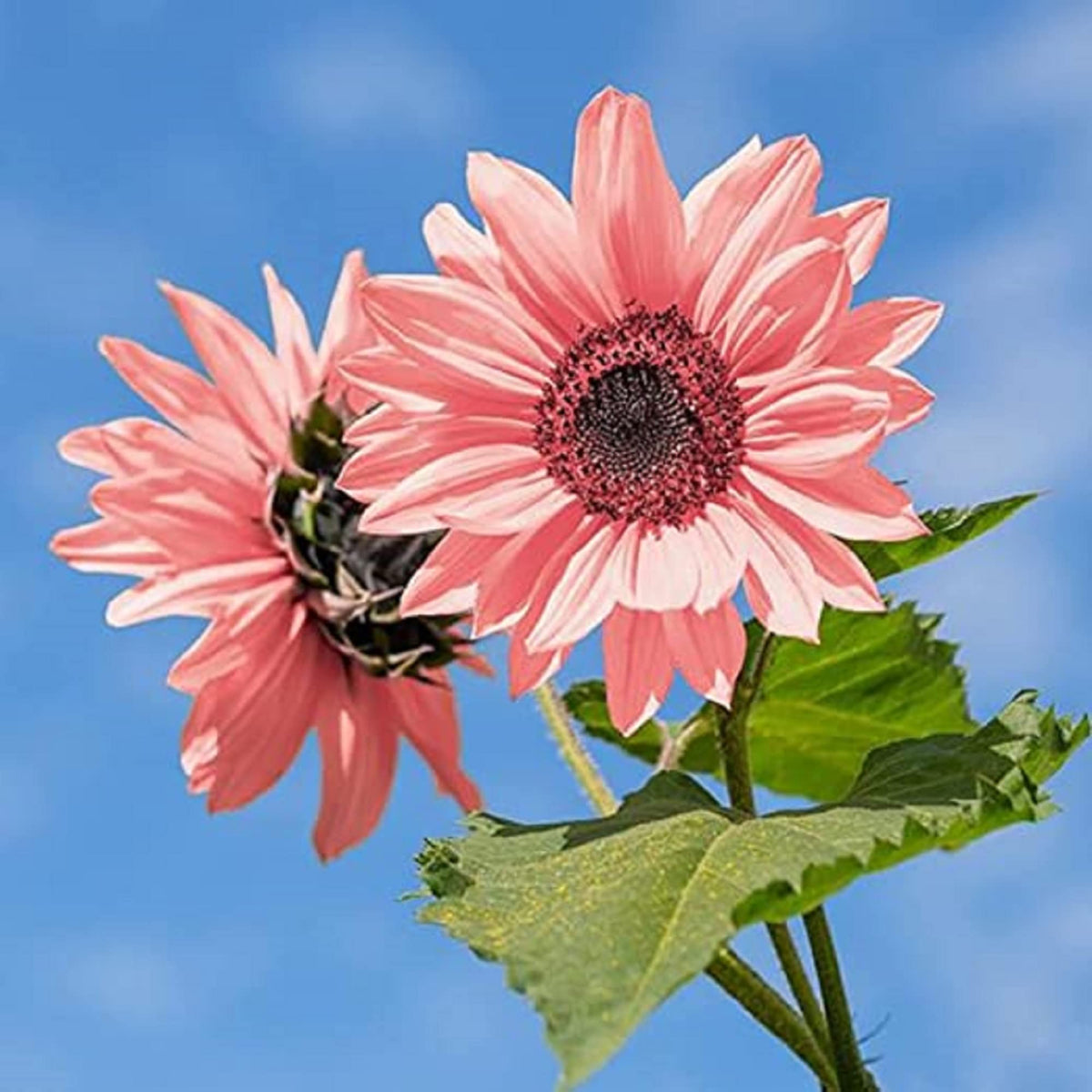 Baby Pink Sunflower Flower seeds for Planting - Seasonal Bloomer, Heirloom & GMO Free Seeds for Home Garden
 
 Sale for planting in home garden