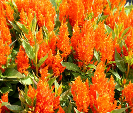 Celosia Spicata Flower seeds for Planting - Shade Tolerant, Heirloom & GMO Free Seeds for Home Garden
 
 Sale for planting in home garden