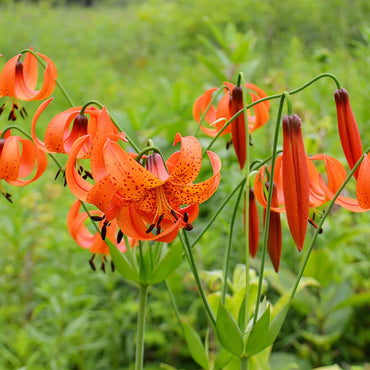 Turk's Cap Lily Flower Seeds