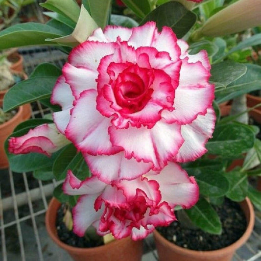 Double Desert Rose Flower Seeds
