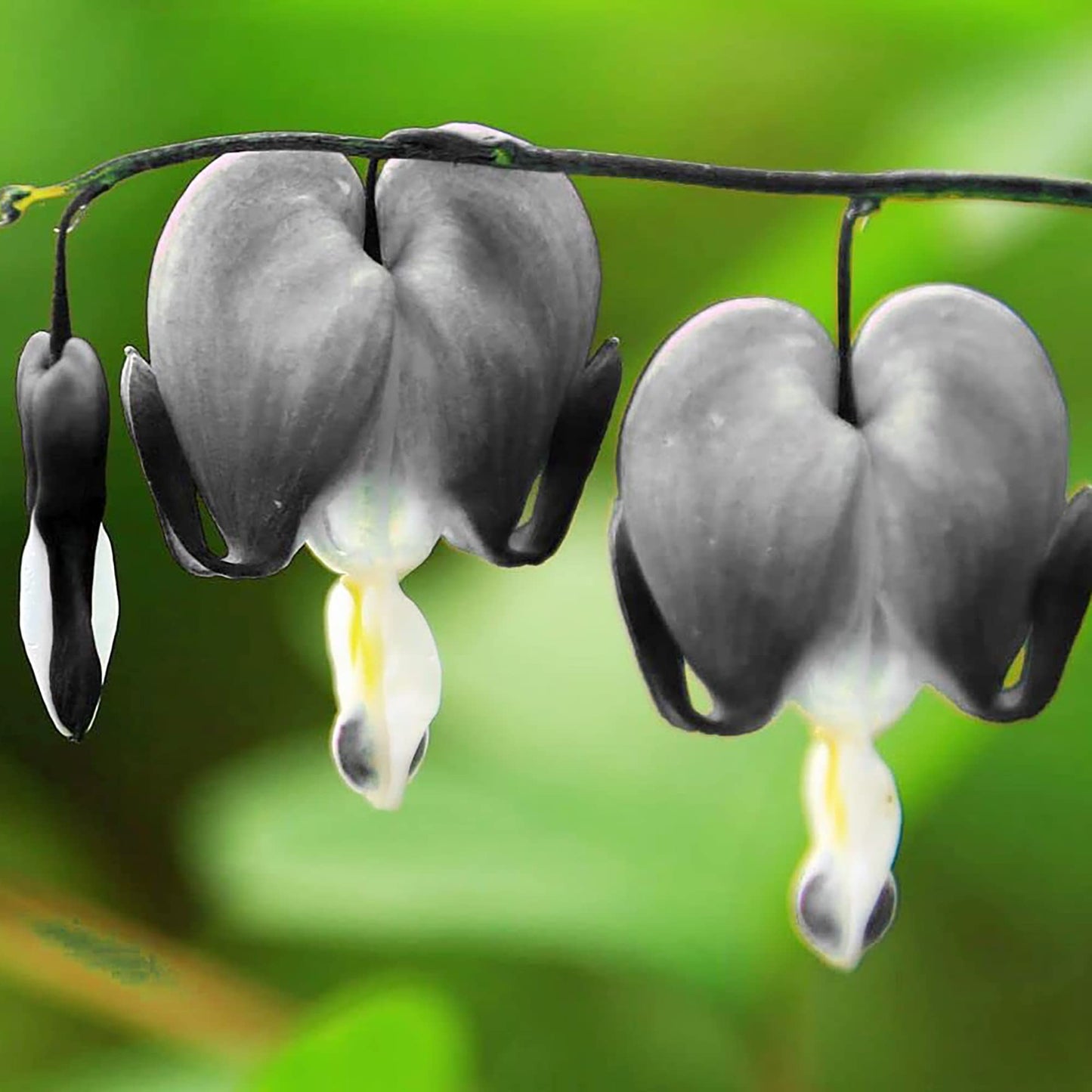 Black Bleeding Heart Flower Seeds