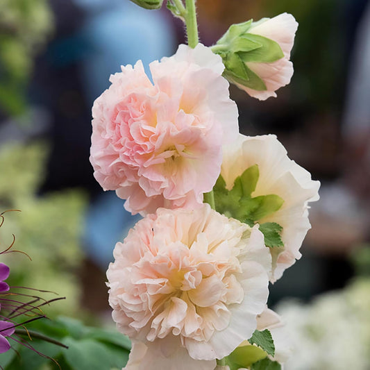 Apricot Peach Parfait Flower Seeds
