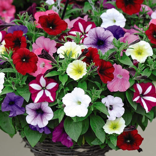 Petunia Multiflora Mixed Flower Seeds