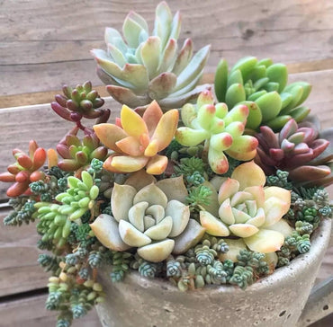 Mixed Sedum Plant Seeds for Planting – Heirloom, Non-GMO, Drought-Tolerant, Perennial