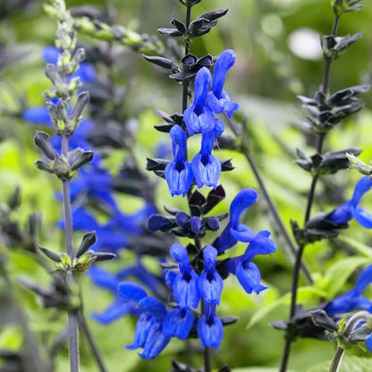Sage Flower seeds for Planting Easy to Grow Heirloom & GMO Free Seeds for Home Garden