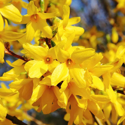 Yellow Forsythia Flower Seeds