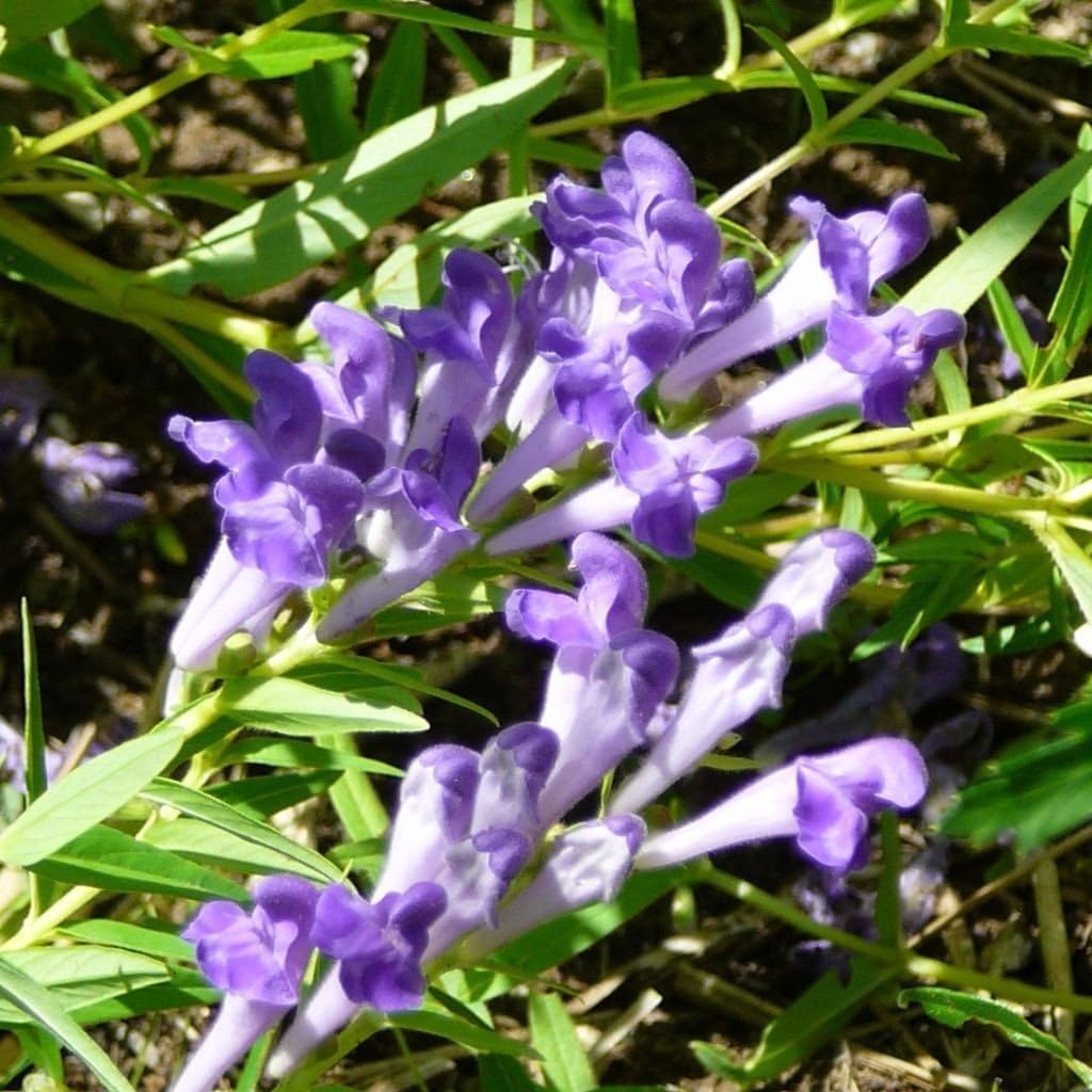 Scutellaria Incana Flower Seeds