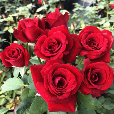 Red Rose Bush Flower Seeds