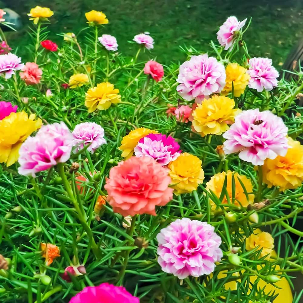 Moss-Rose Purslane Flower Seeds