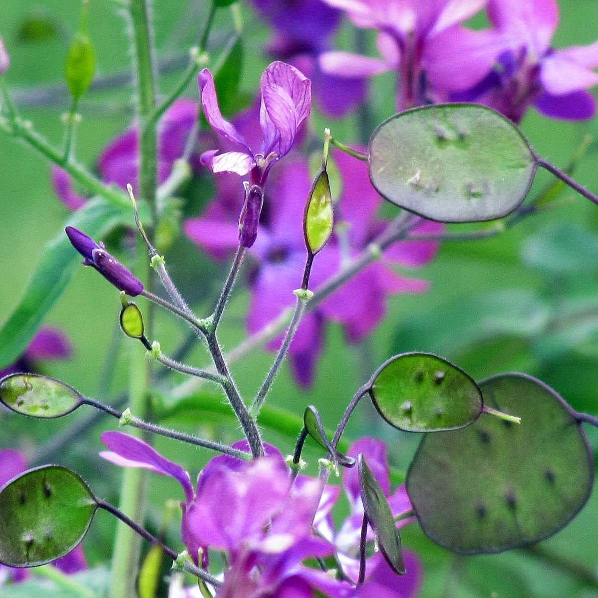Lunaria Money Flower seeds for Planting - Compact Growth, Heirloom & GMO Free Seeds for Home Garden
 
 Sale for planting in home garden.