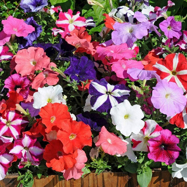 Petunia Hybrida Flower Seeds