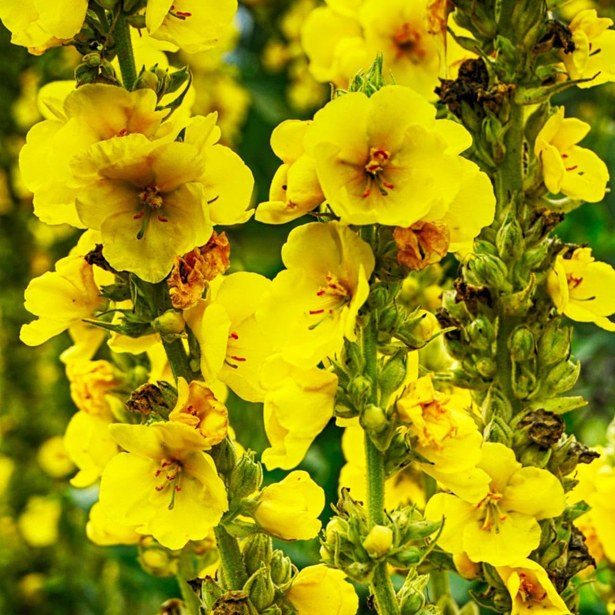 Yellow Mullein Flower seeds for Planting - Cut Flower Favorite, Heirloom & GMO Free Seeds for Home Garden
 
 Sale seeds for planting in home garden