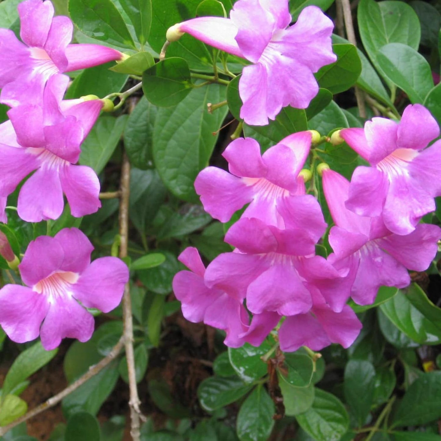 Climbing Snapdragon Flower Seeds