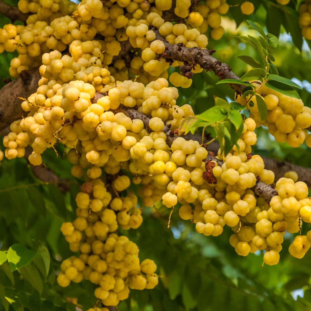 Tahitian Gooseberry Fruit Seeds