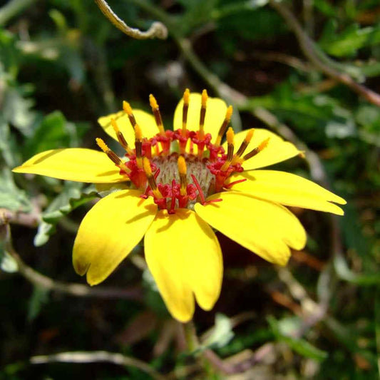 Chocolate Daisy Flower Seeds