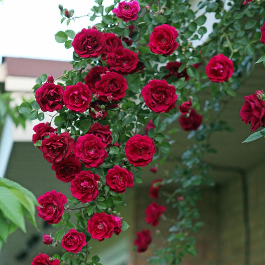 Climbing Rose Flower Seeds