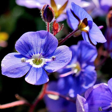 Veronica Repens Flower Seeds